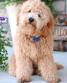 Adult Mini Goldendoodle Pictures